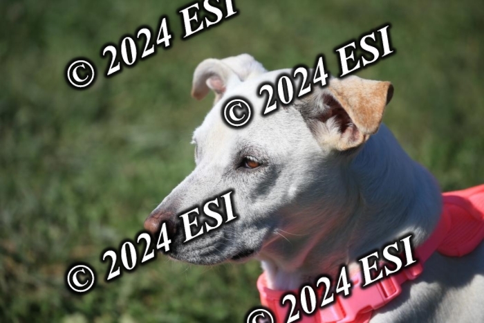 264IMGL5528