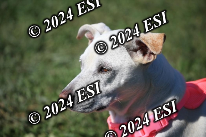 264IMGL5529
