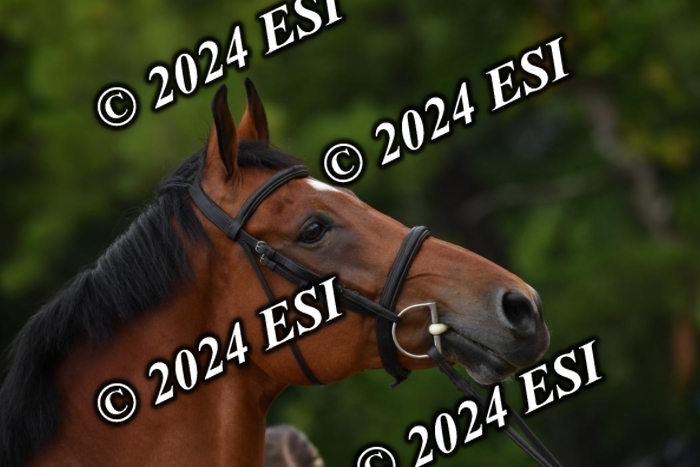 333CAH_7379