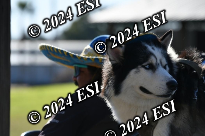 275DAV_7572