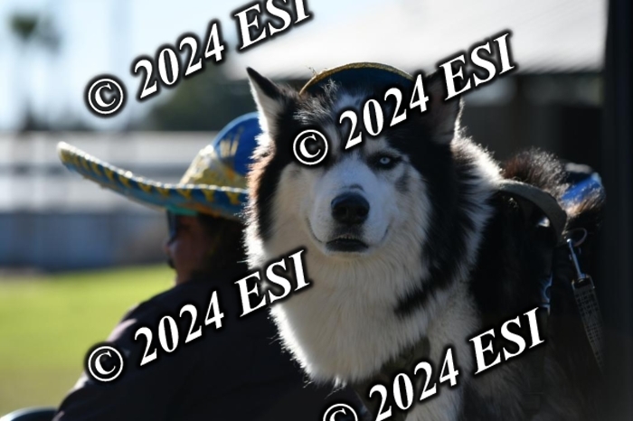 275DAV_7574