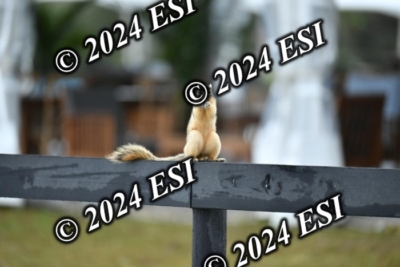 097KK5_8332