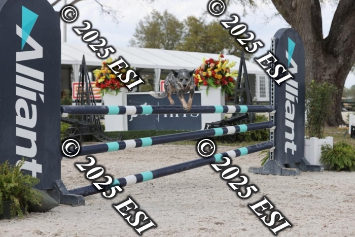 419GAB19661