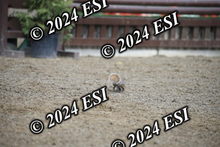 515AC2_9399