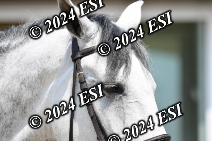017DK1_2263