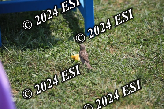 205AC2_0763