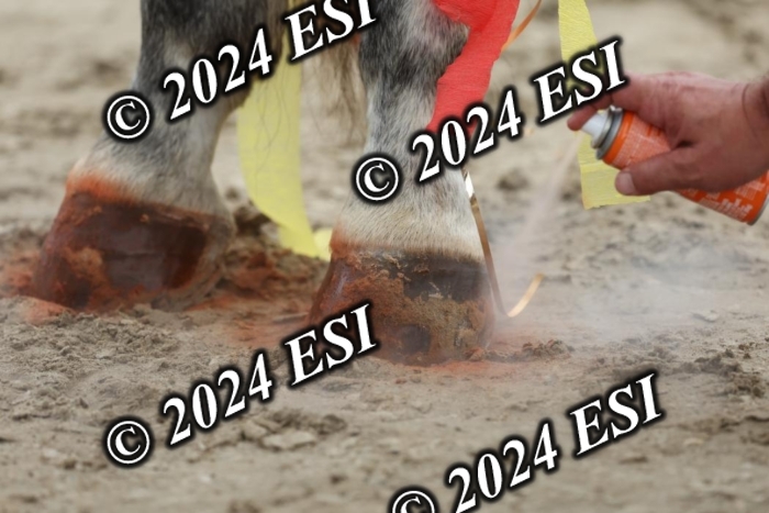888740DI7_7235