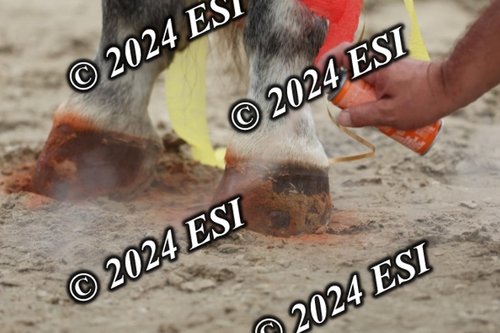 888740DI7_7237