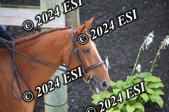 631IMGL2547