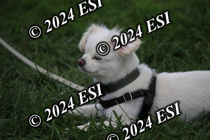 888631IMGL2247